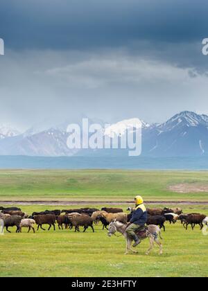 Schafe mit Hirte auf Esel auf ihrer Sommerweide. ALAJ Tal vor dem Trans-Alay Gebirge im Pamir Gebirge. Asien, Zentralasien Stockfoto