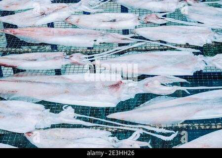 Nahaufnahme von Kalmaren, die auf einem Netz vor einer bunten Betonwand auf Cham Island, Vietnam, zum Trocknen ausgelegt werden Stockfoto