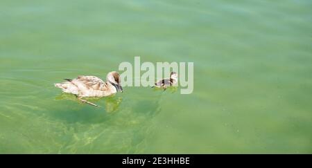 Mutter und Baby Ente schwimmen zusammen in einem Teich Stockfoto