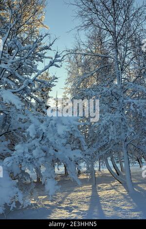 Durch die langen Winterschatten im Schnee scheint eine helle, niedrige Sonne durch ein schneebeladenes Waldgebiet auf dem Moorland-Kleinbetrieb Stockfoto