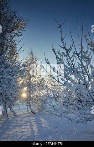 Durch die langen Winterschatten im Schnee scheint eine helle, niedrige Sonne durch ein schneebeladenes Waldgebiet auf dem Moorland-Kleinbetrieb Stockfoto