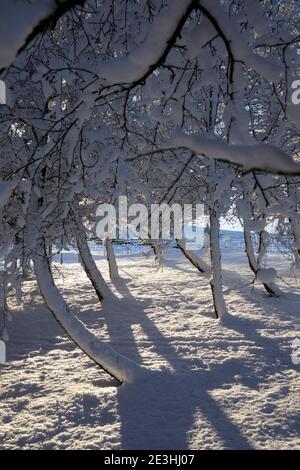 Durch die langen Winterschatten im Schnee scheint eine helle, niedrige Sonne durch ein schneebeladenes Waldgebiet auf dem Moorland-Kleinbetrieb Stockfoto