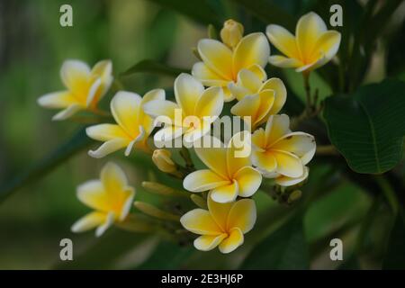 Indonesien Bali - Gelb weiß Frangipani Plumeria Blumen Close-up Stockfoto