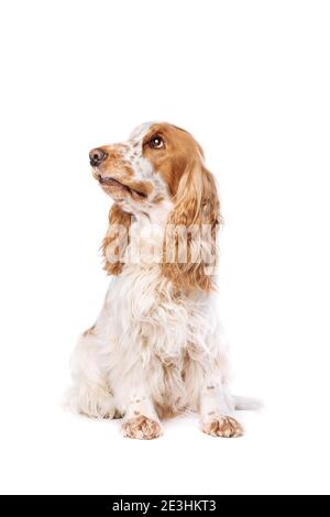 Orange Roan englisch Cocker Spaniel vor einem weißen Hintergrund Stockfoto