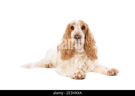 Orange Roan englisch Cocker Spaniel vor einem weißen Hintergrund Stockfoto