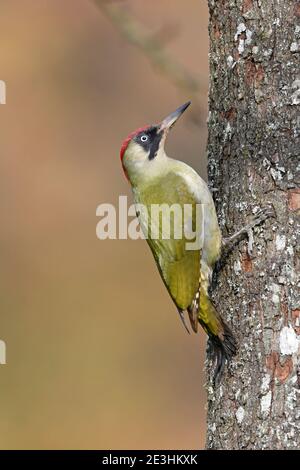 Buntspecht (Dendrocopos major) Weibchen auf Baumstamm, Wales, Oktober Stockfoto