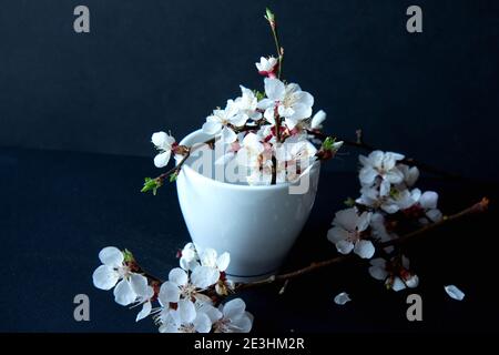 Weiße Kaffeetasse und blühender Aprikosenzweig auf schwarzem Hintergrund. Dunkle Fotografie Stockfoto