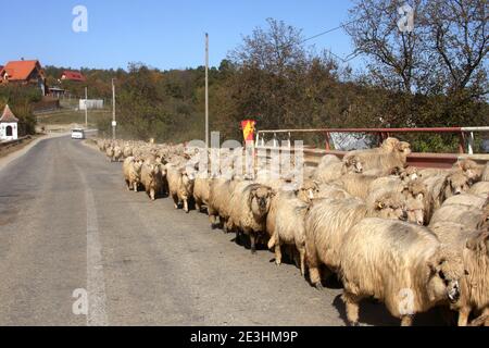 Eine Herde Schafe zu Fuß auf einer Straße in Sibiu County, Rumänien Stockfoto