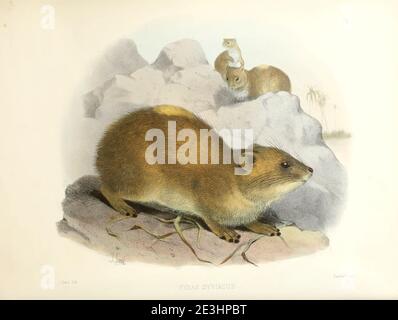 Der Felshyrax (Procavia capensis [hier als Hyrax syriacus]), auch Cape hyrax, Steinkaninchen und (in der King James-Bibel) coney genannt, ist ein mittelgroßes terrestrisches Säugetier, das in Afrika und im Nahen Osten beheimatet ist. Aus der Übersicht über Westpalestine. The Fauna and Flora of Palestine von Tristram, H. B. (Henry Baker), 1822-1906 Veröffentlicht vom Committee of the Palestine Exploration Fund, London, 1884 Stockfoto