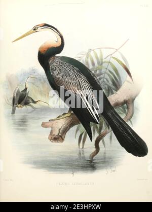 Der afrikanische Darter (Anhinga rufa [hier als Plotus levaillantii]), manchmal auch Schlangenvogel genannt, ist ein Wasservogel aus Subsahara-Afrika und dem Irak. Aus der Übersicht über Westpalestine. The Fauna and Flora of Palestine von Tristram, H. B. (Henry Baker), 1822-1906 Veröffentlicht vom Committee of the Palestine Exploration Fund, London, 1884 Stockfoto