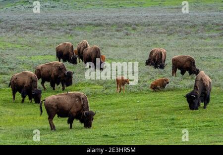 North American Bison Grasen im Hayden Valley, Yellowstone Park, Wyoming USA. Stockfoto