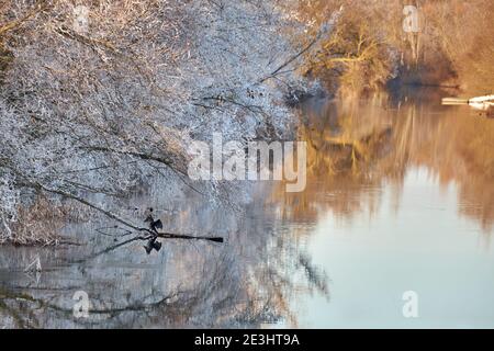 Phalacrocorax ist eine Gattung von suliformen Vögeln, die zur Familie Phalacrocoracidae gehören. Geflügelter Kormoran, der auf einem Ast im Fluss in Win thront Stockfoto