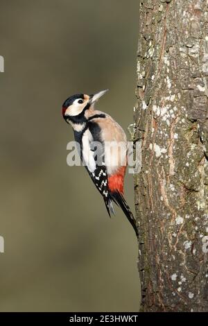Great Spotted Woodpecker (Dendrocopos major) Männchen thront auf Baumstamm, Wales, Oktober Stockfoto