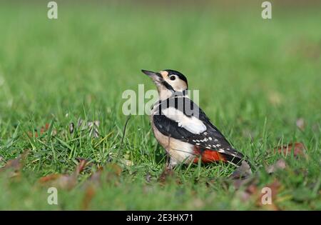 Buntspecht (Dendrocopos major) Männchen auf Gras stehendem Boden, Wales, Dezember Stockfoto