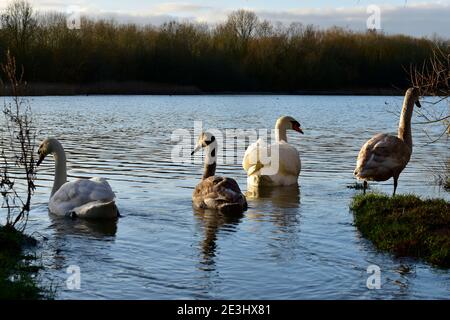 Vor den Mute Swans an den Rushden Lakes Stockfoto