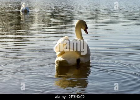 Männchen stumm (Cob) Schwan schwimmt im Januar auf seine Partnerin am Higham Lake, in Rushden Lakes, East Northamptonshire. Stockfoto