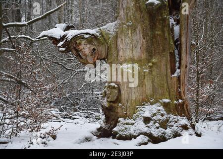 Alte Eiche Im Winter Stockfoto