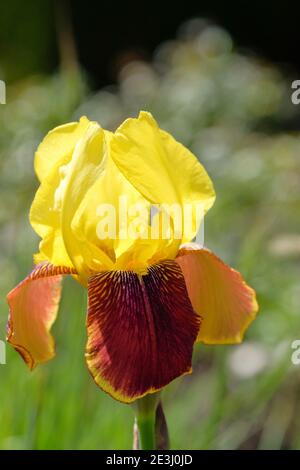 Iris 'Rajah'. Große bärtige Iris 'Rajah', deutsche Iris 'Rajah', Iris 'Rajah Brooke. Gelbe Standards, die auf braunen Herbstblättern sitzen Stockfoto