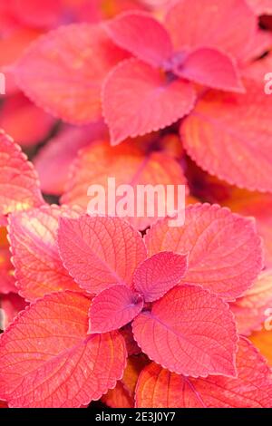 Kupferrote Blätter von Solenostemon scutellarioides Lagerfeuer = 'Uf12823'. Coleus Lagerfeuer Stockfoto