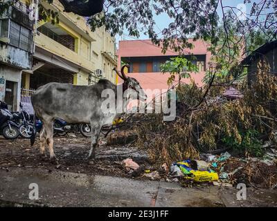 Chennai, Indien - 2. Januar 2021 : Krishna Valley Viehzucht steht auf Ecke der Straße. Indische Kuh Rasse. Asiatischer Büffelbulle Stockfoto