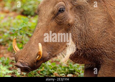 Eine Erwachsene weibliche Warzenschweine im Krüger Park. Stockfoto