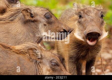 Eine Familie von Warzenschweinen im Krüger Park. Stockfoto