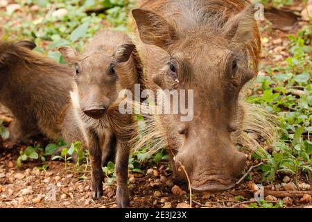 Eine Familie von Warzenschweinen im Krüger Park. Stockfoto