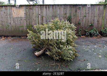 Hornsea, London, Großbritannien. Januar 2021. Ein Weihnachtsbaum auf einem Pflaster in Hornsea, London. Kredit: Matthew Chattle/Alamy Live Nachrichten Stockfoto