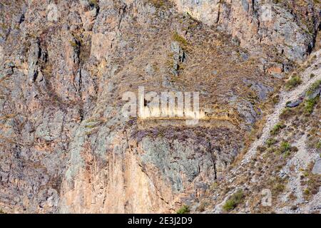 Berghang qullqas (Lagerhäuser) auf Pinkuylluna, Ollantaytambo, eine archäologische Stätte der Inka im Heiligen Tal in Urubamba, Cusco Region, Peru Stockfoto