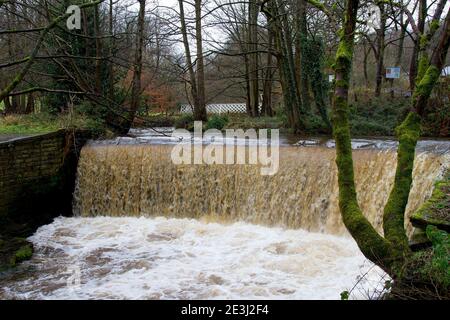 Mag Brook, Honley, Holmfirth, Yorkshire, Großbritannien, 19. Januar 2021. Der Fluss steigt auf dem Mag Brook kurz bevor er in den Holme mündet. Richard Asquith/Alamy Live News Stockfoto