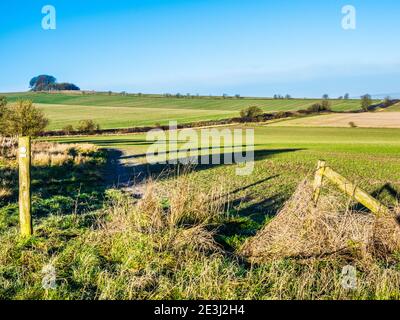 Ein sonniger Wintermorgen auf den Marlborough Downs in Wiltshire mit Blick auf Liddington Hill. Stockfoto