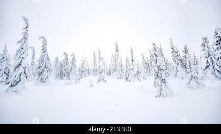Schneebedeckte Weihnachtsbäume im Winterwald. Stockfoto