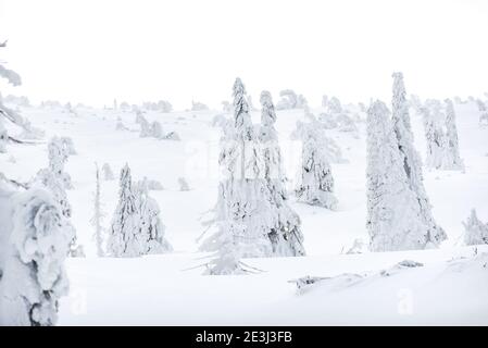 Schneebedeckte Bäume und Weihnachtsbäume in den polnischen Bergen Karkonosze. Stockfoto