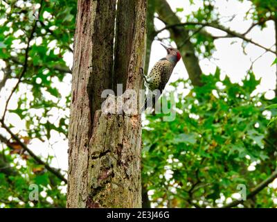 Specht am Baumstamm: Nördlicher Flicker Specht Vogelskala auf der Seite des lochgeritten toten Baumstamms mit grünem Wald im Hintergrund Stockfoto