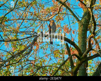 Copper's Hawk sitzt und jagt auf Tree Branch mit Blut Auf Talonen und Herbstblätter verschwommen im Hintergrund mit hell Blauer Morgenhimmel Stockfoto