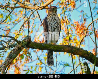 Nahaufnahme von Copper's Hawk sitzt und jagt auf Tree Branch Mit Blut auf den Talonen und Herbstblättern verschwommen im Hintergrund Mit hellem blauen Morgenhimmel Stockfoto