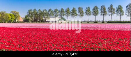 Panorama eines Feldes mit roten und rosa Tulpen in Noordoostpolder, Niederlande Stockfoto