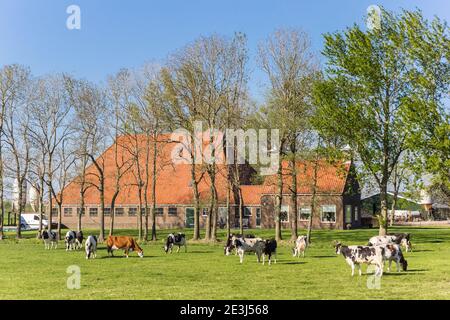 Kühe vor einem typischen niederländischen Bauernhof in Noordoostpolder, Niederlande Stockfoto