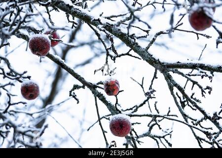 Gefrorene rote Äpfel mit Schnee hängen an Ästen, Nahaufnahme mit selektivem Fokus, abstraktes Naturfoto im Winter Stockfoto