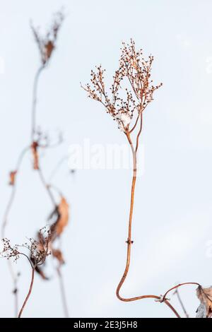 Trockene Kräuter mit Blumen in einer Schneeverwehung, Nahaufnahme mit selektivem Weichfokus, vertikaler Winter natürlicher Hintergrund Stockfoto