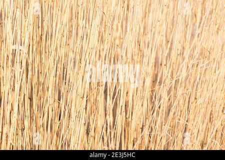 Trockene Küste Schilf Stängel, abstrakt Winter natürlichen Hintergrund Foto Textur Stockfoto