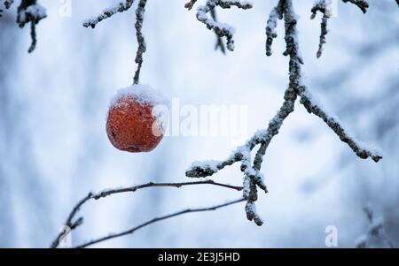 Gefrorener roter Apfel hängt an einem Ast, Nahaufnahme mit selektivem Fokus, abstraktes natürliches Winterfoto Stockfoto