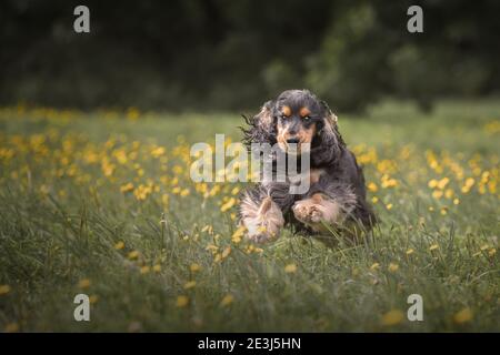 Schwarzer dreifarbiger englischer Cocker Spaniel, der im Sommer auf grünem Gras läuft. Porträt des Hundes in der Natur Stockfoto