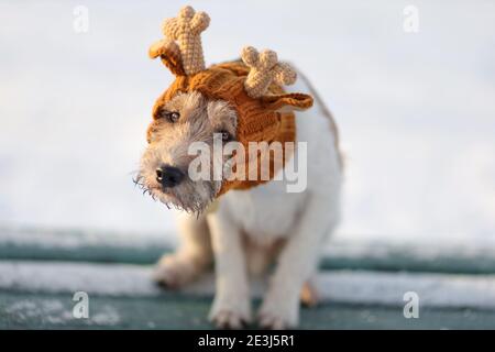 Porträt eines jungen unglücklichen Hundes von Parson russell Terrier Rasse Im Winter im gestrickten Rentierhut im Freien Stockfoto