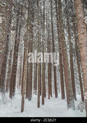 Schneebedeckte Bäume in einem Winterwald. Die Bäume sind in einem Winterwunderland in den französischen alpen mit Neuschnee bedeckt. Stockfoto