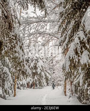 Schneebedeckte Bäume in einem Winterwald. Die Bäume sind in einem Winterwunderland in den französischen alpen mit Neuschnee bedeckt. Stockfoto