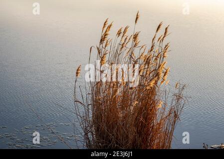 Wolmirstedt, Deutschland. Januar 2021. Auf dem Mittellandkanal scheint die Nachmittagssonne auf getrocknetem Schilf (Phragmites australis). Kleine Eisschollen sind auf dem Wasser zu sehen. Quelle: Stephan Schulz/dpa-Zentralbild/ZB/dpa/Alamy Live News Stockfoto