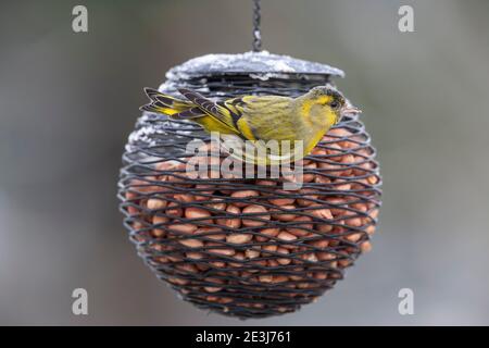 Siskin (Spinus spinus) auf Erdnussfutter, Northumberland National Park, Großbritannien Stockfoto