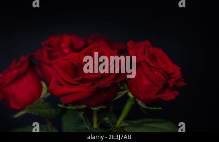 Moody Floral dunklen Hintergrund. Moody Floral dunklen Hintergrund. Stockfoto