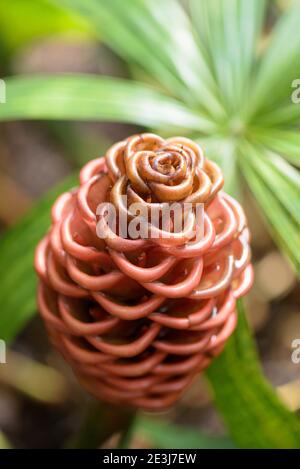 Bienenstock-ähnliche Strukturen aus Brakten. Zingiber spectabile. Bienenstock Ingwer, Ingwerwürze oder malaysischen Ingwer. Stockfoto